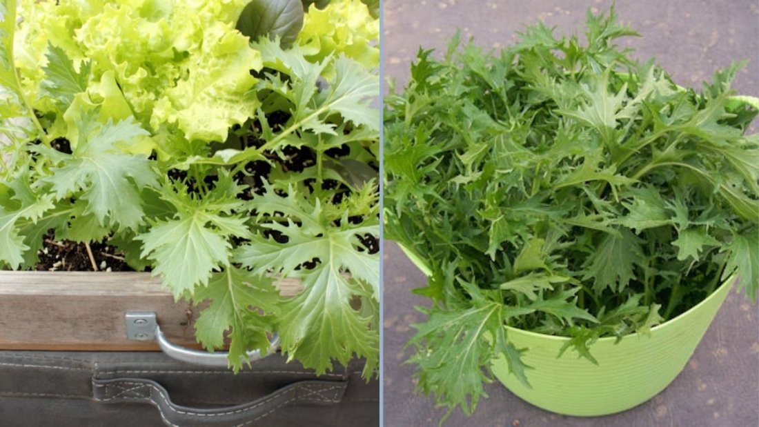 Growing Mizuna in a Smart Vertical Garden: A Complete Guide for Fresh, Flavorful Greens All Year Round