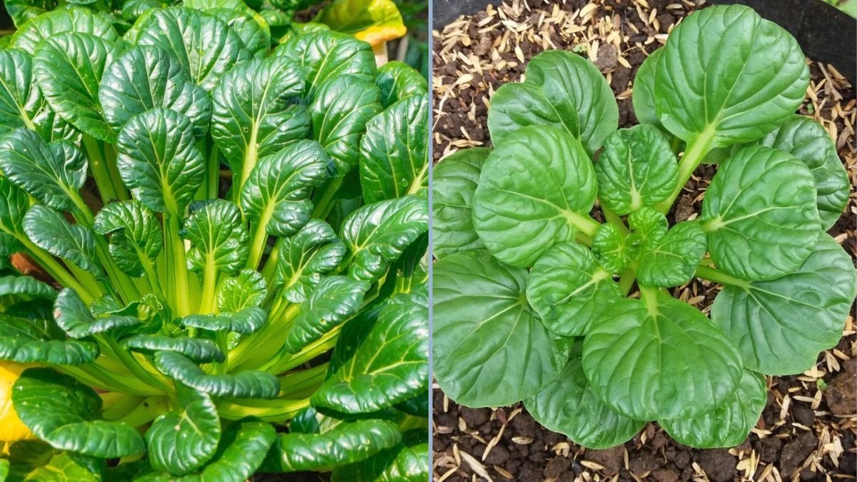 Discover the Insider Trick to Growing Tatsoi in Cold Seasons for Maximum Profits