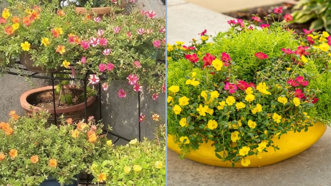 The Complete Guide on How to Propagate Purslane Easily at Home