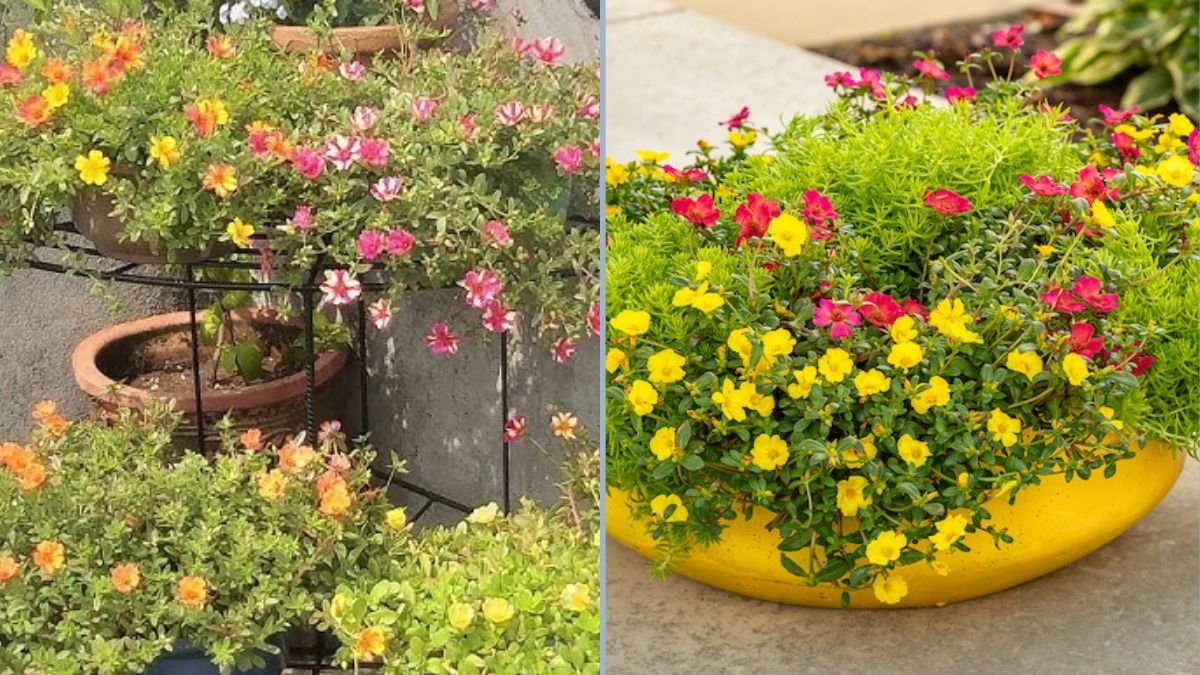 The Complete Guide on How to Propagate Purslane Easily at Home