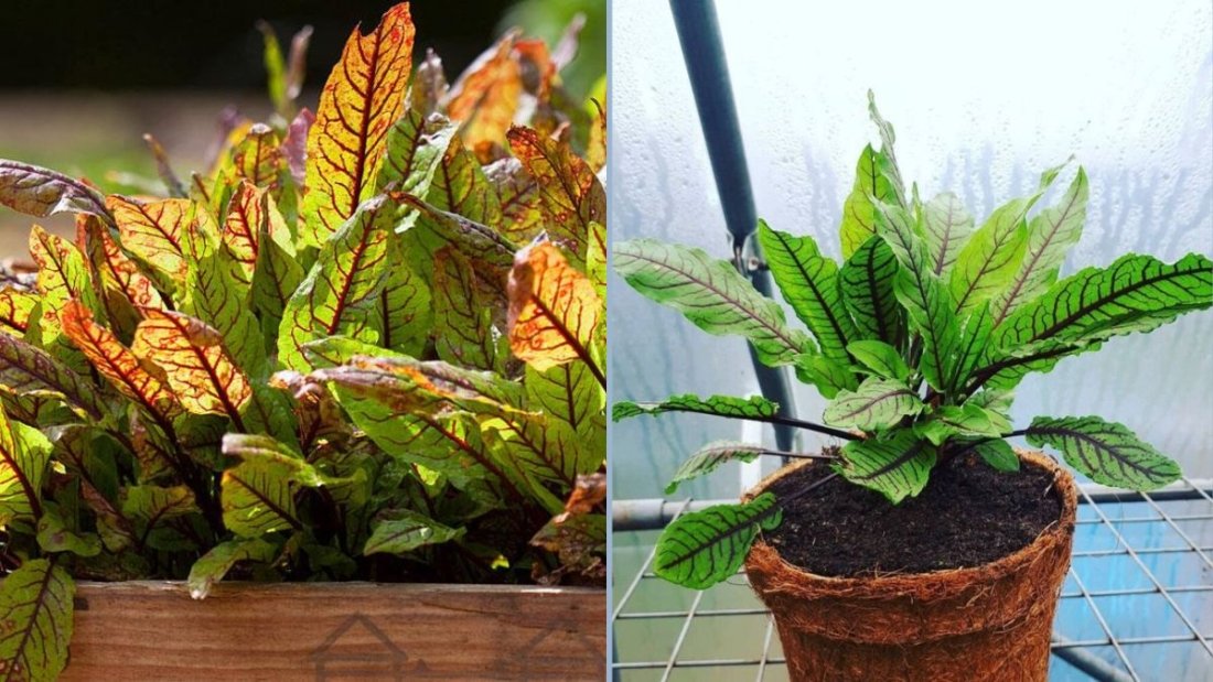 Growing Organic Garden Sorrel: A Complete Guide to Cultivating This Zesty Green with Tips from Nicola Chatham