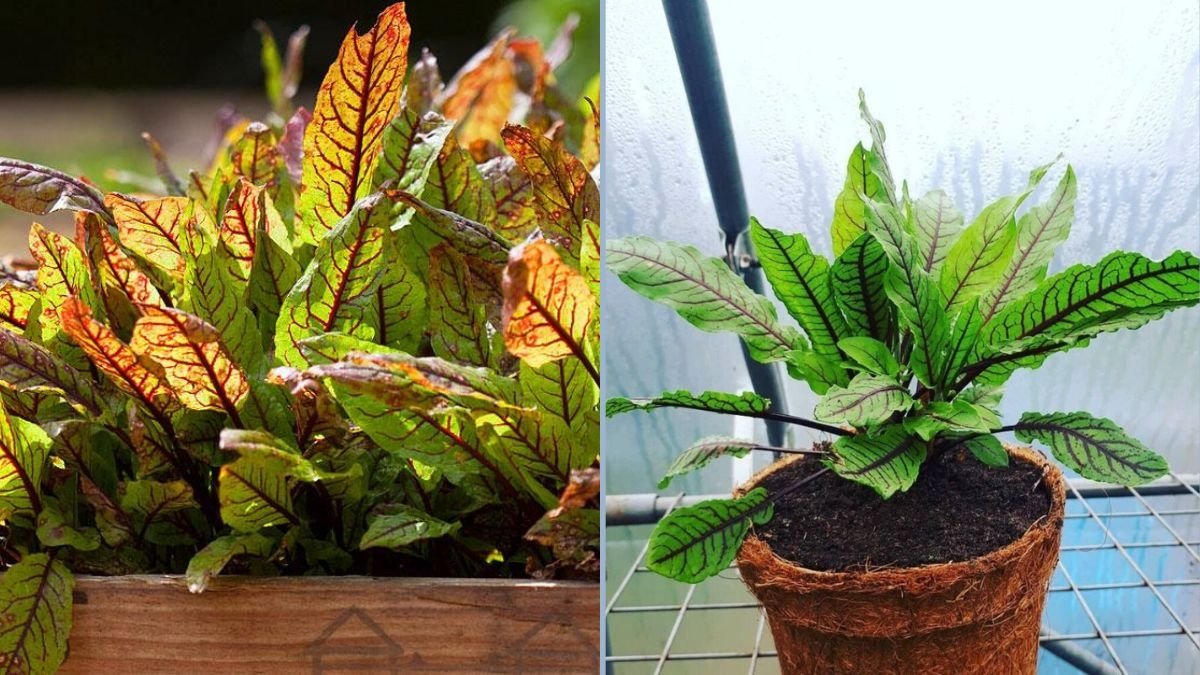 Growing Organic Garden Sorrel: A Complete Guide to Cultivating This Zesty Green with Tips from Nicola Chatham