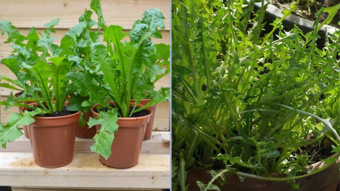 Picking Dandelion Greens and Planting Out Seedlings: A Complete Organic Gardening Guide