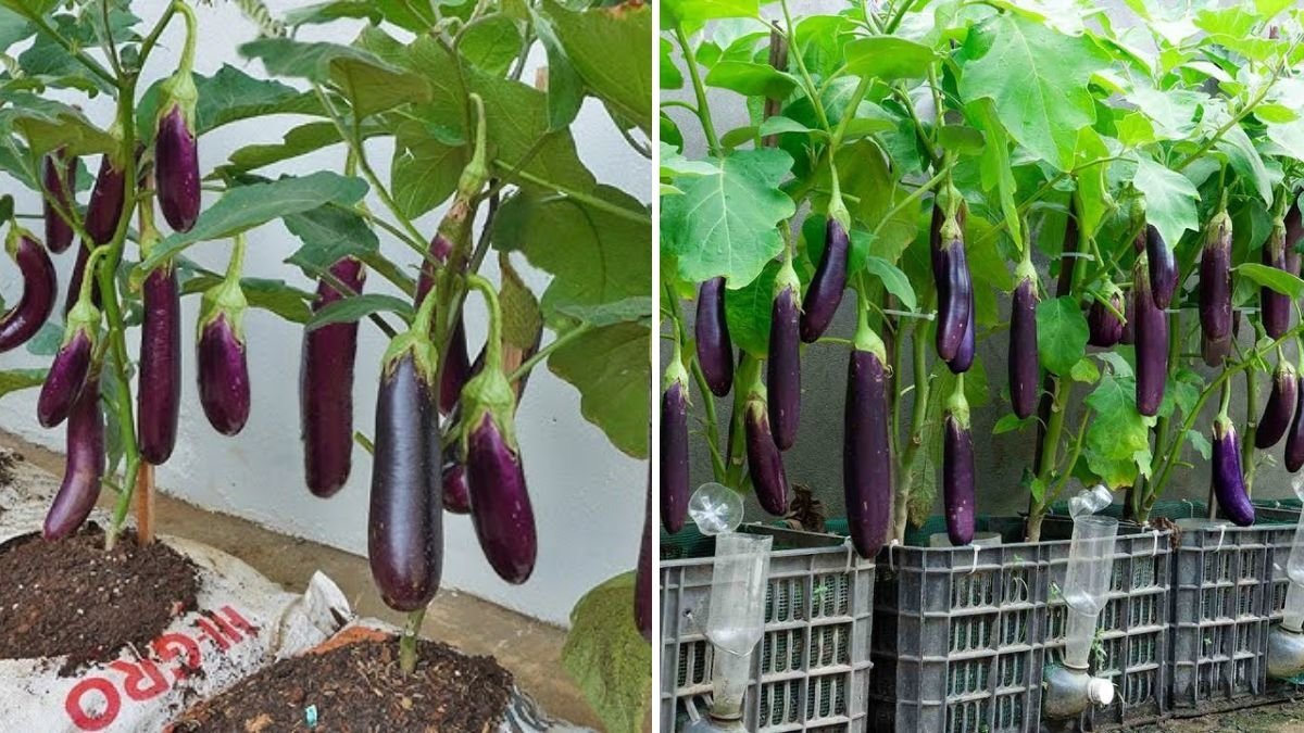 Using This Simple Watering Method, Your Eggplant Garden Will Produce Abundant Fruits All Year Round!