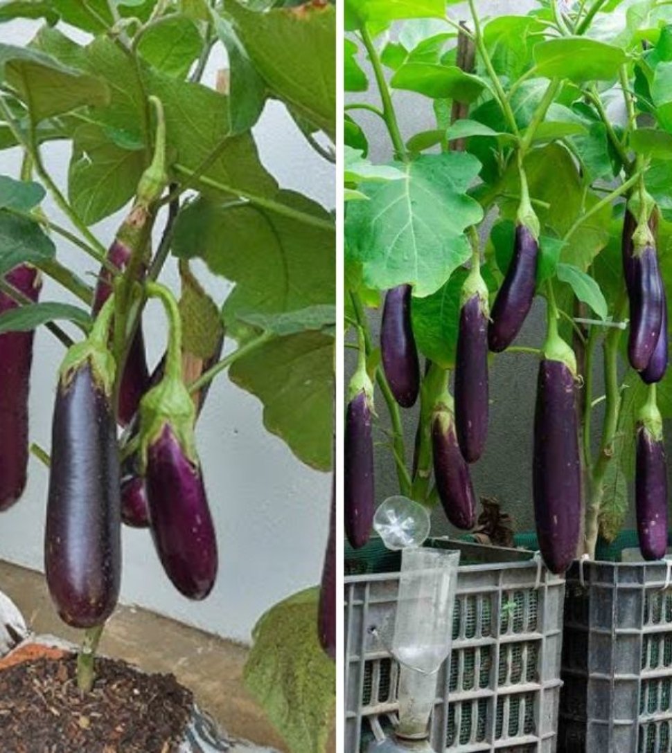 Using This Simple Watering Method, Your Eggplant Garden Will Produce Abundant Fruits All Year Round!