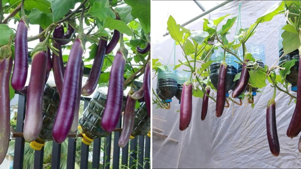 No Garden Needed: The Secret Trick Using Eggs and Bananas to Grow Eggplants Hanging Upside Down!