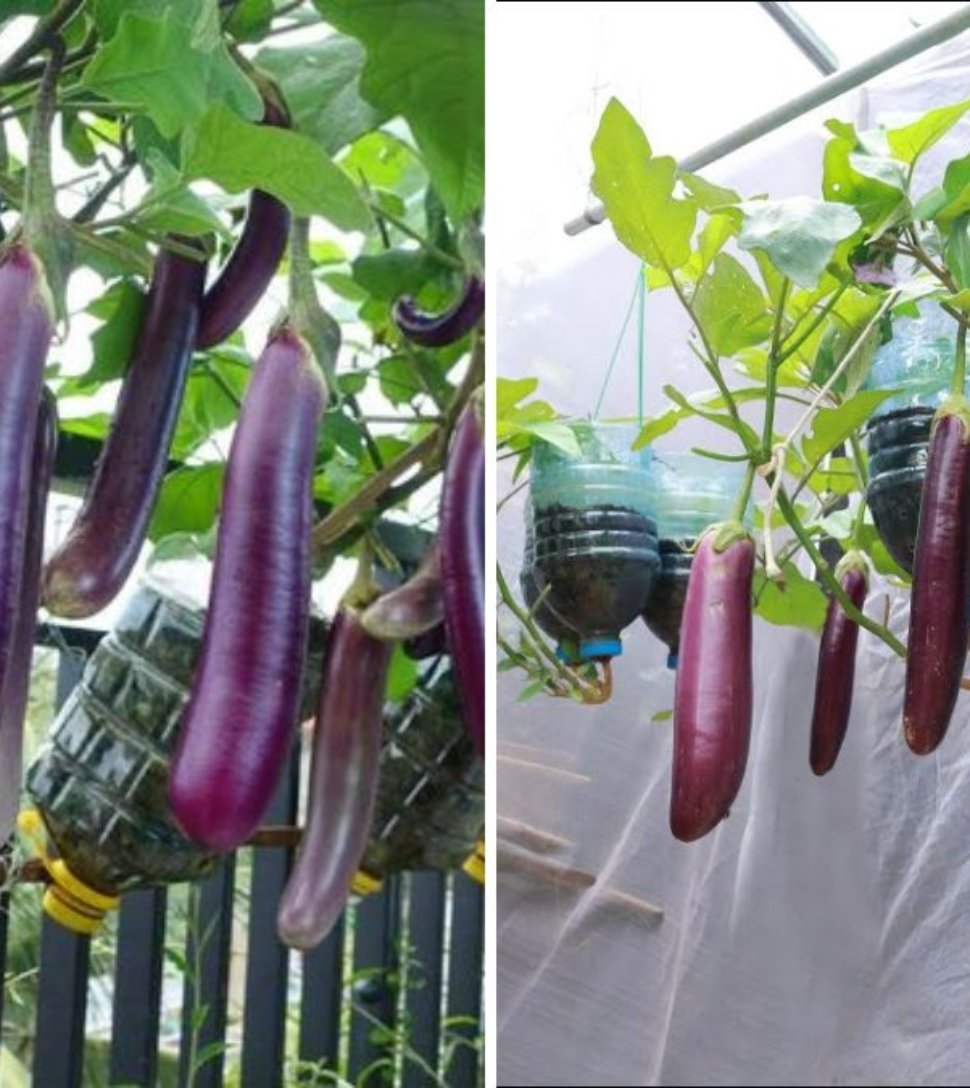 No Garden Needed: The Secret Trick Using Eggs and Bananas to Grow Eggplants Hanging Upside Down!