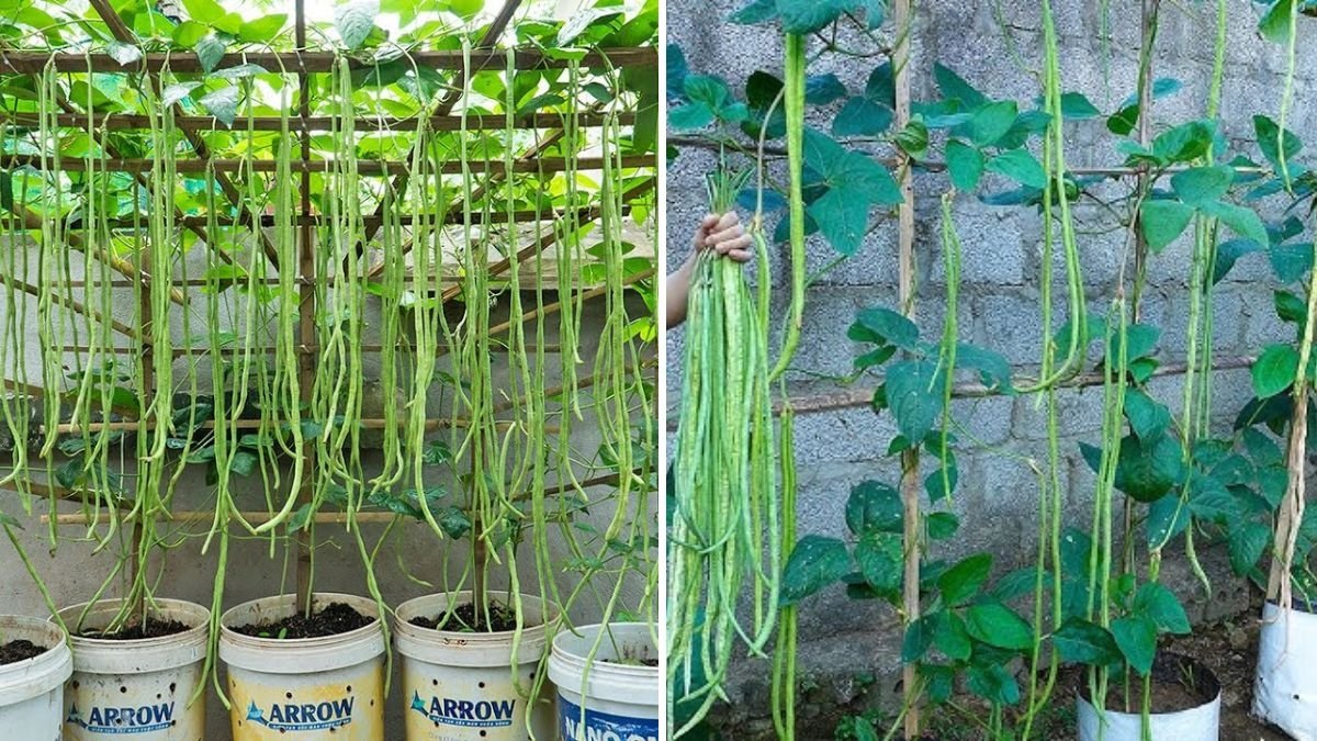Grow Long Beans on Your Terrace Using Recycled Baskets: A Simple Guide for Urban Gardeners