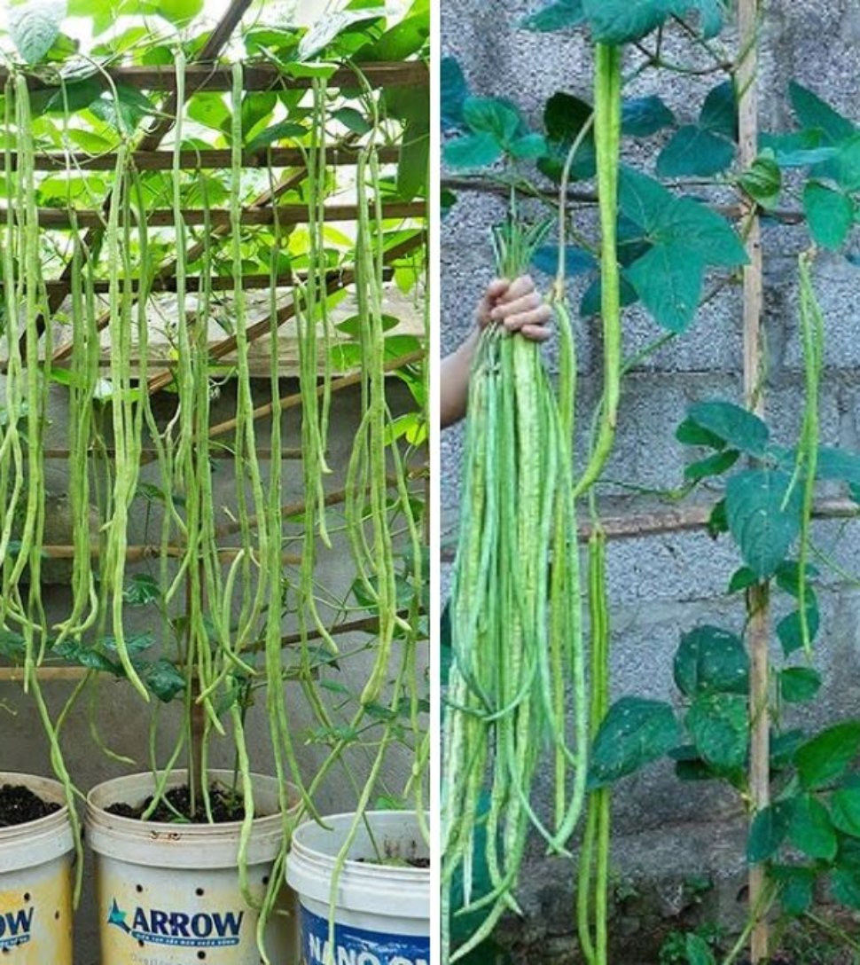 Grow Long Beans on Your Terrace Using Recycled Baskets: A Simple Guide for Urban Gardeners