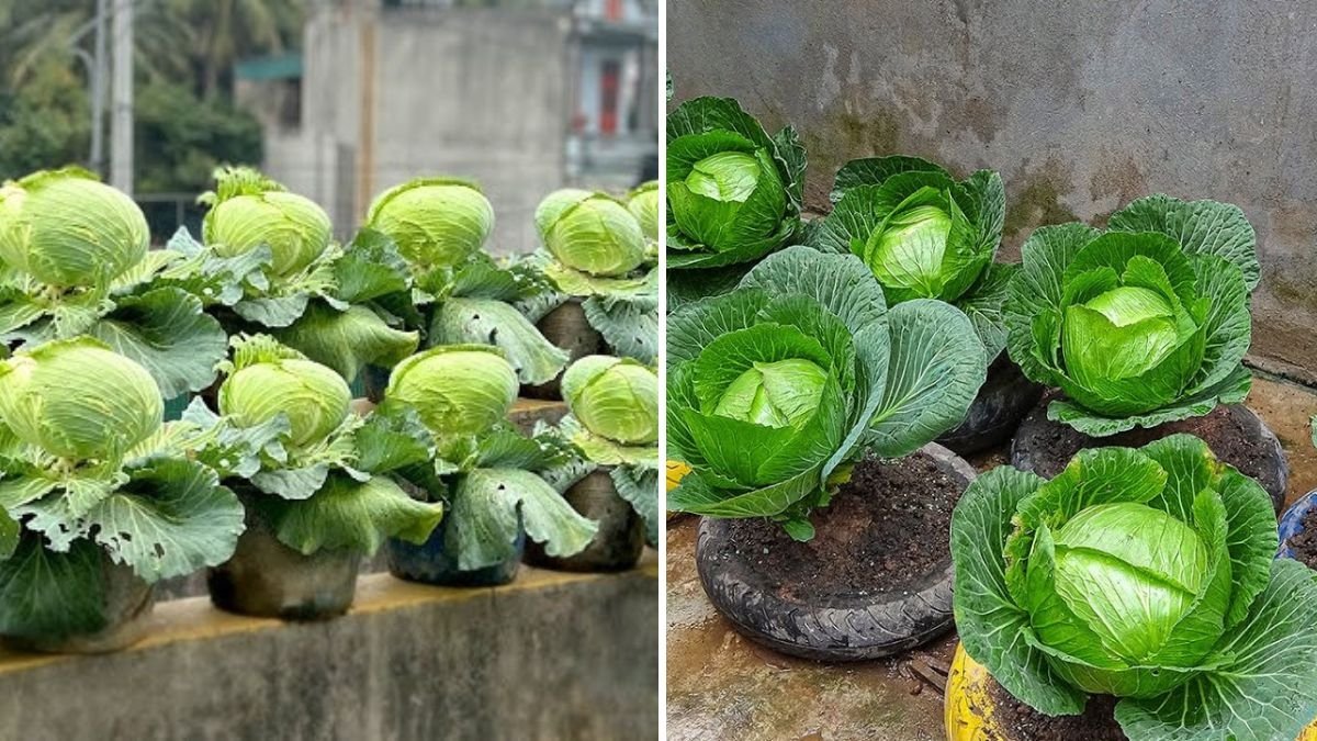 Growing Cabbage in Tires: An Easy and Highly Productive Method for Beginners