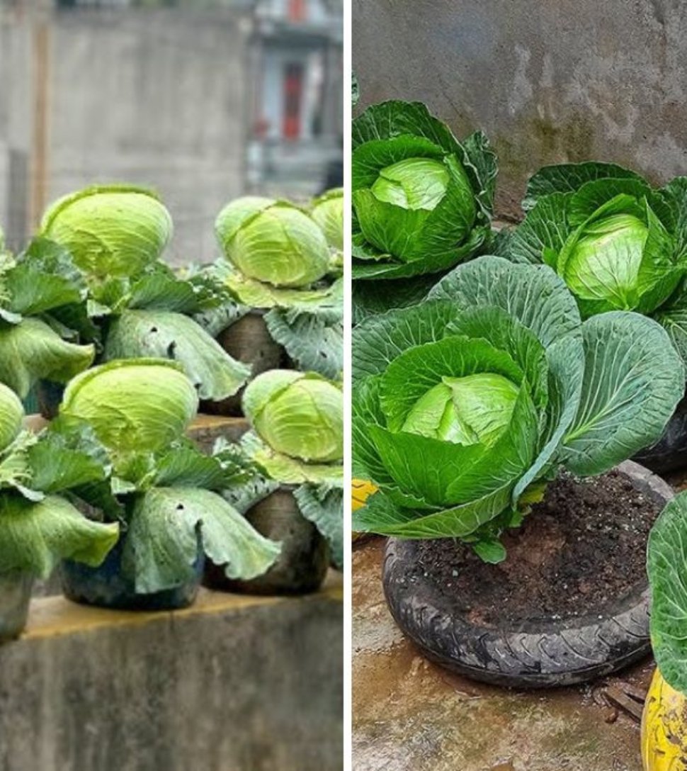 Growing Cabbage in Tires: An Easy and Highly Productive Method for Beginners