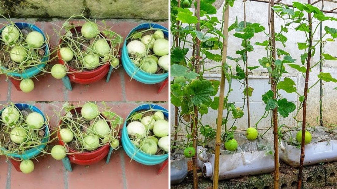 How to Grow Honeydew Melons in Plastic Containers for Sweet, Large, and Juicy Harvests