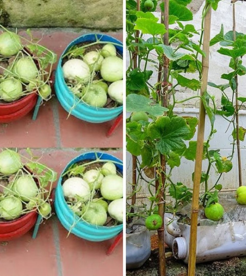 How to Grow Honeydew Melons in Plastic Containers for Sweet, Large, and Juicy Harvests