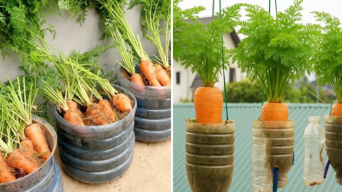 Grow Carrots Easily in Plastic Polythene Bags – A Complete Step-by-Step Guide to Container Gardening Success