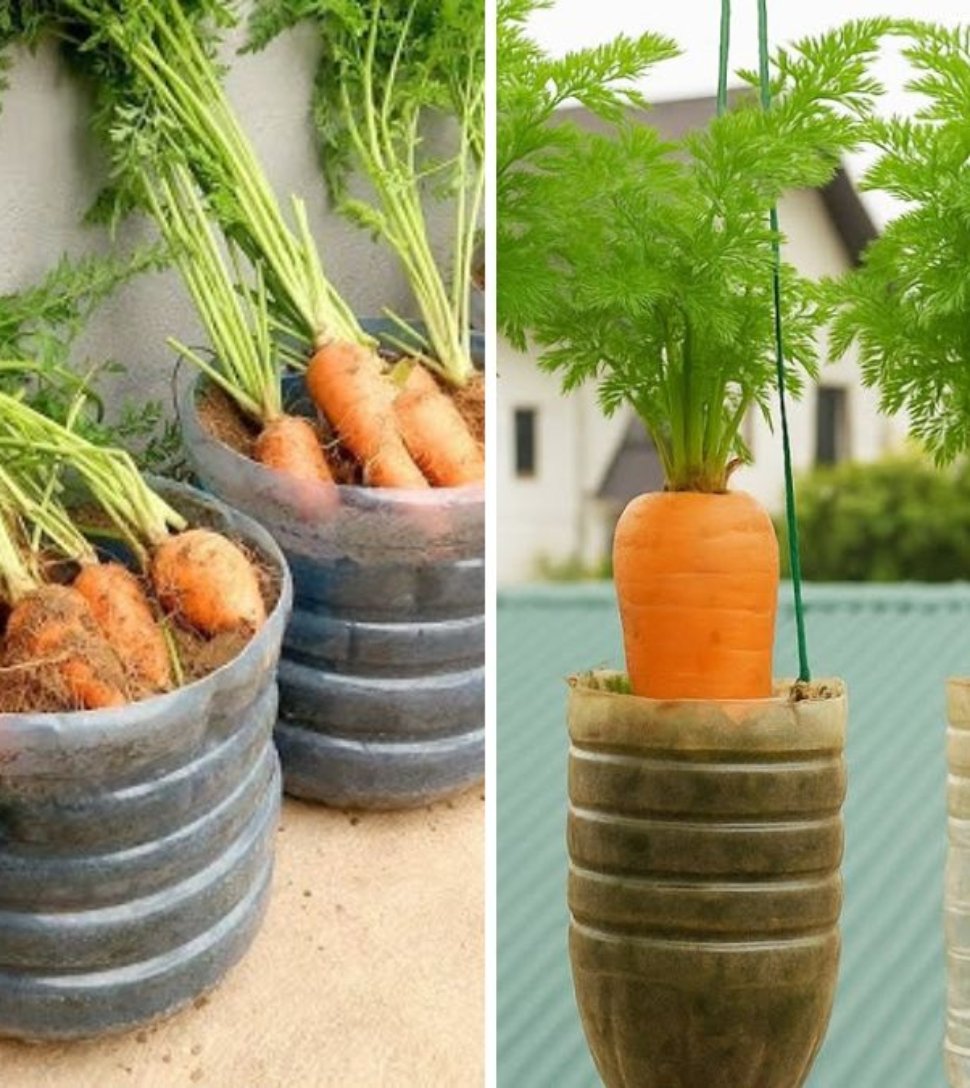 Grow Carrots Easily in Plastic Polythene Bags – A Complete Step-by-Step Guide to Container Gardening Success