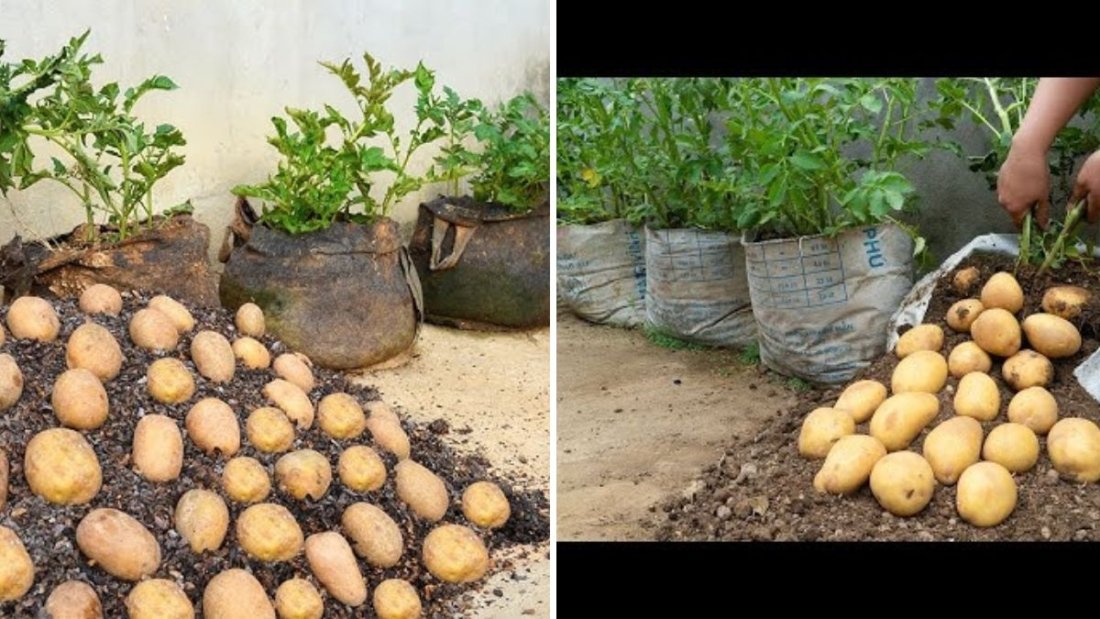The Secret Way to Grow 100 Potatoes in One Bag of Soil – The Ultimate Potato Growing Hack Revealed!