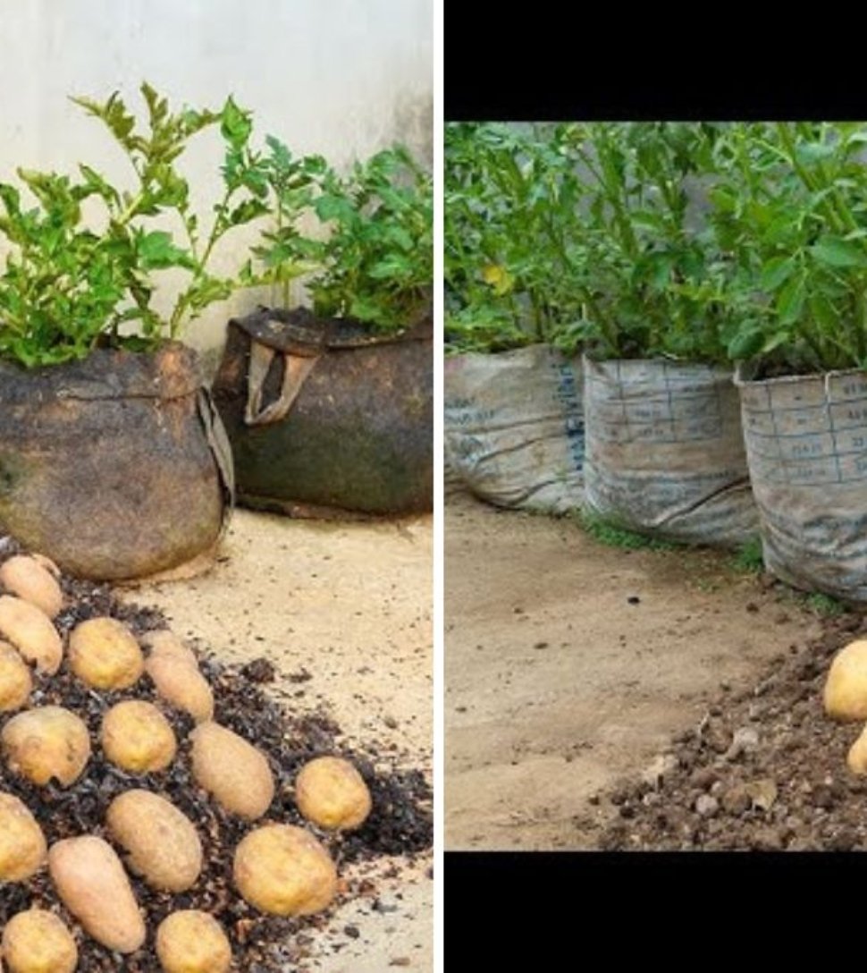 The Secret Way to Grow 100 Potatoes in One Bag of Soil – The Ultimate Potato Growing Hack Revealed!