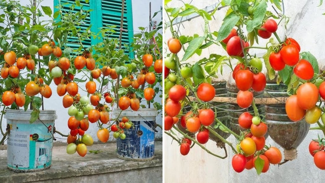 How to Grow Loads of Cherry Tomatoes in Plastic Bottles: The Ultimate Space-Saving Gardening Hack!