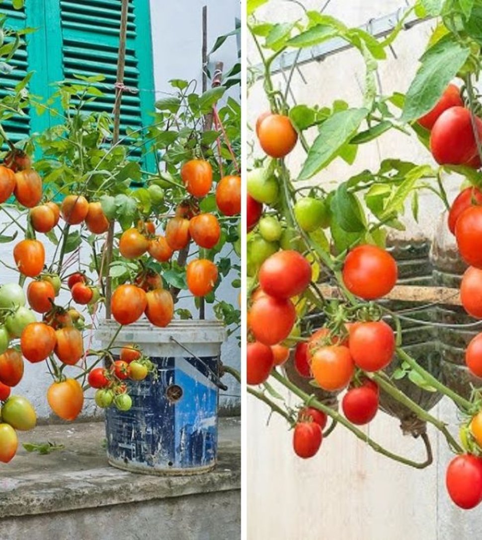 How to Grow Loads of Cherry Tomatoes in Plastic Bottles: The Ultimate Space-Saving Gardening Hack!