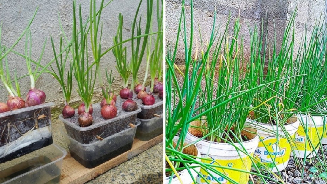 Amazing Onion Farming and Harvesting Techniques: A Complete Guide to Successful Onion Cultivation