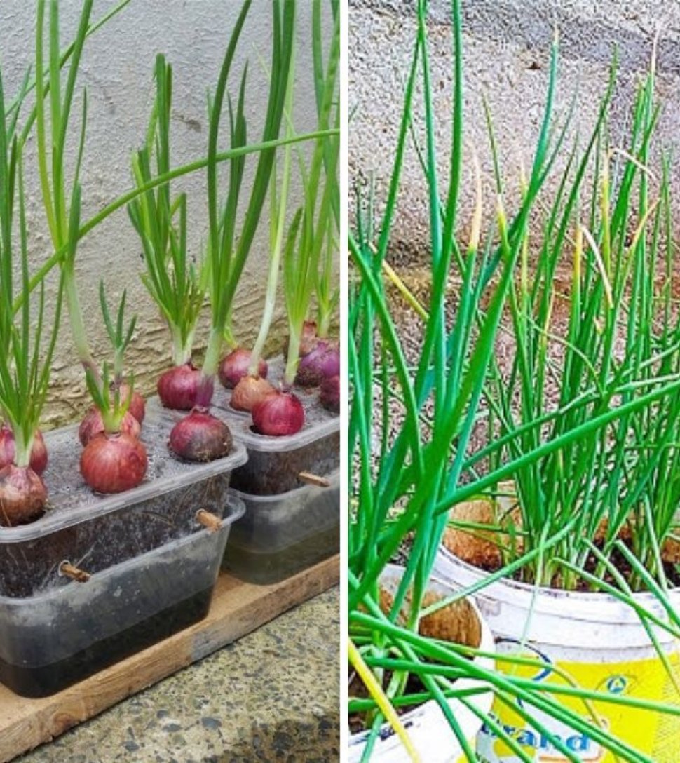 Amazing Onion Farming and Harvesting Techniques: A Complete Guide to Successful Onion Cultivation