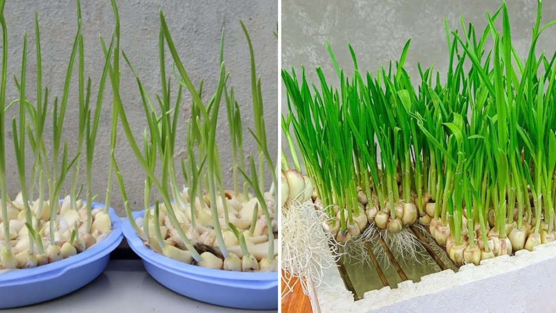 How to Grow Garlic in Water: A Simple Step-by-Step Guide for Year-Round Fresh Garlic at Home