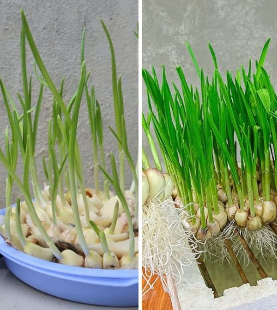 How to Grow Garlic in Water: A Simple Step-by-Step Guide for Year-Round Fresh Garlic at Home