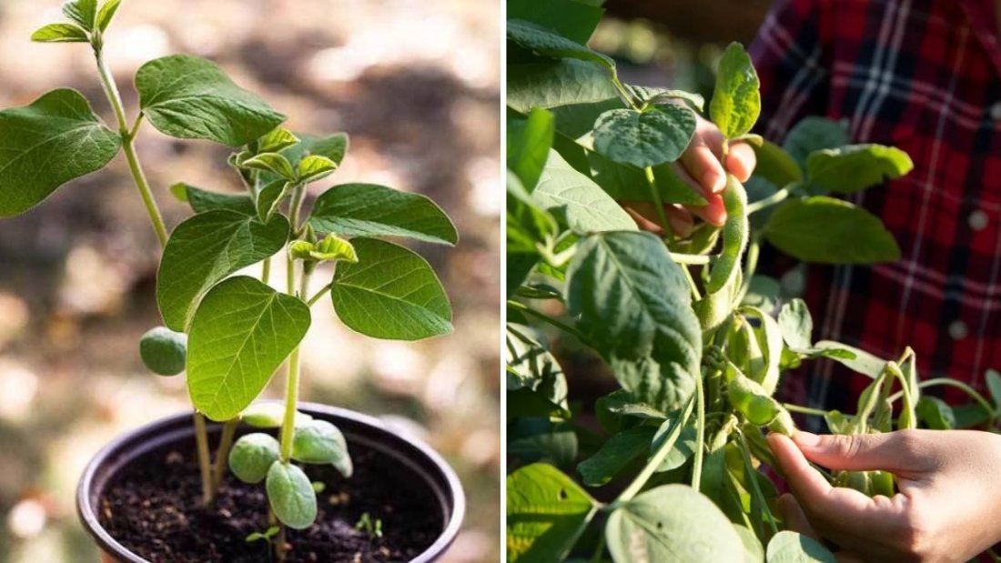 Cultivate Your Own Edamame: The Complete Guide to Growing and Enjoying Fresh Soybeans at Home