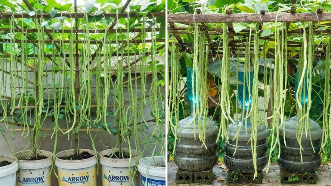 How to Grow Yardlong Beans Faster Than Ever: Harvest 100kg Using Just One Plastic Bottle!
