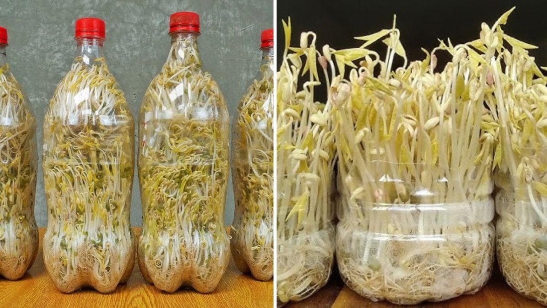 Gardening for Beginners: How to Grow Fresh Bean Sprouts in Plastic Bottles – Delicious, Cheap, and Super Easy!