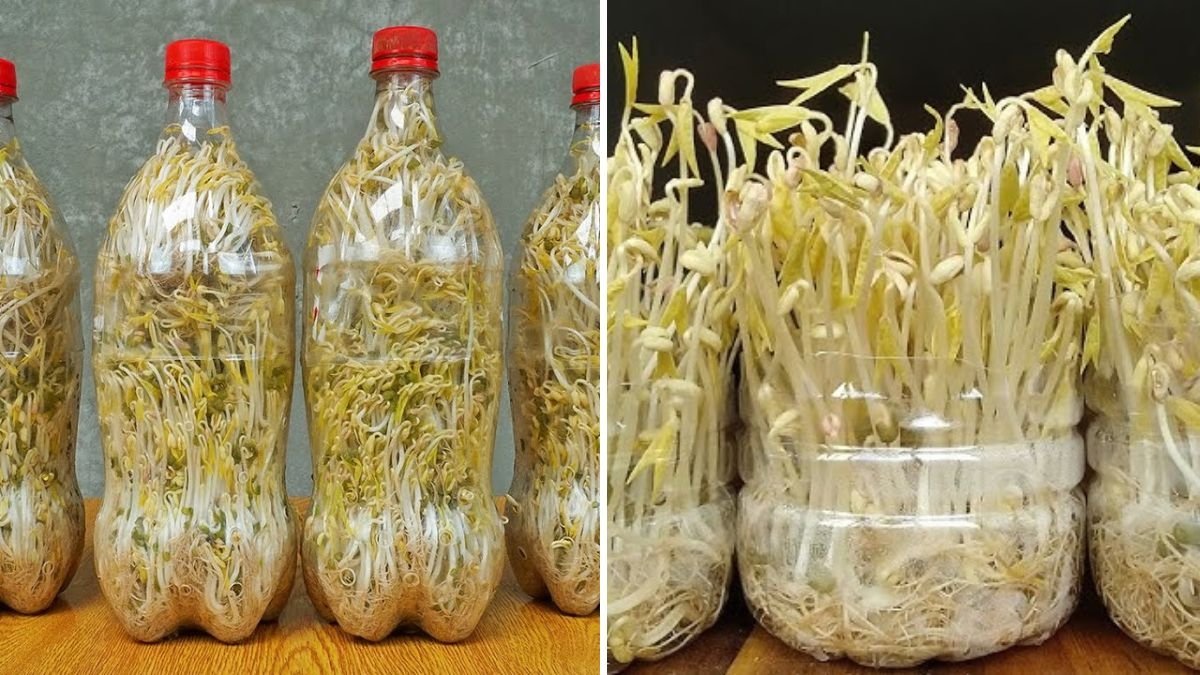 Gardening for Beginners: How to Grow Fresh Bean Sprouts in Plastic Bottles – Delicious, Cheap, and Super Easy!