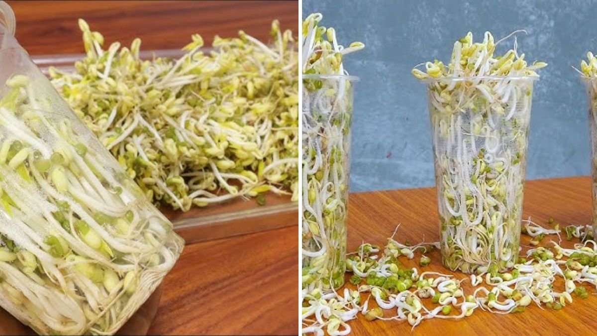 Grow Fresh Bean Sprouts at Home Using Plastic Bottles – A Simple DIY Gardening Idea for Everyone!