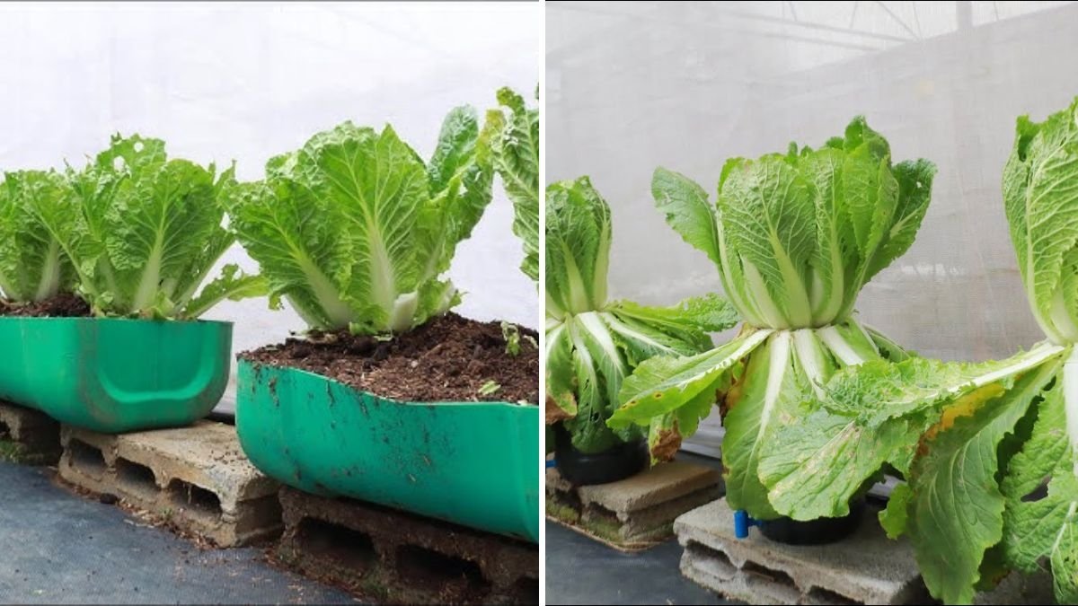 Unexpected Success: How to Grow Lush and Big Napa Cabbage in a Small Plastic Bottle at Home