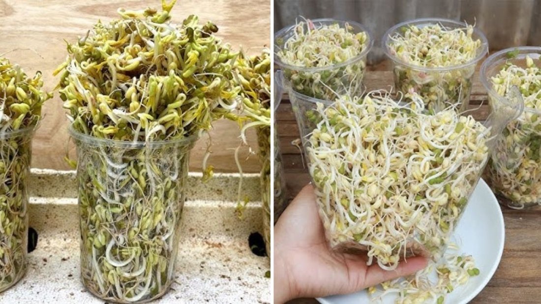 How to Grow Fresh Bean Sprouts in Just 4 Days Using Plastic Bottles — A Real Gardening Method That Works!