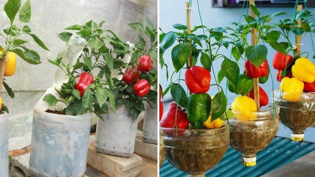 How to Grow Big, Sweet Bell Peppers from Seeds Using This Proven Gardening Method