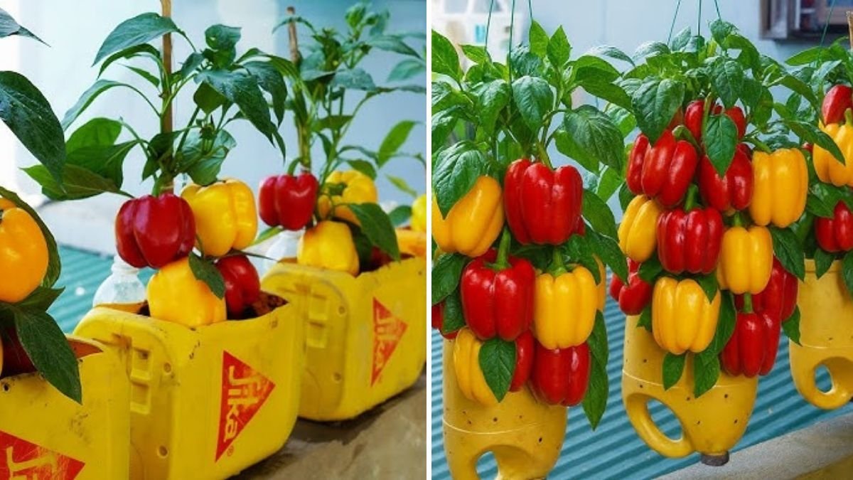 How to Grow Bell Peppers in Plastic Bottles: A Simple and Productive Balcony Gardening Guide