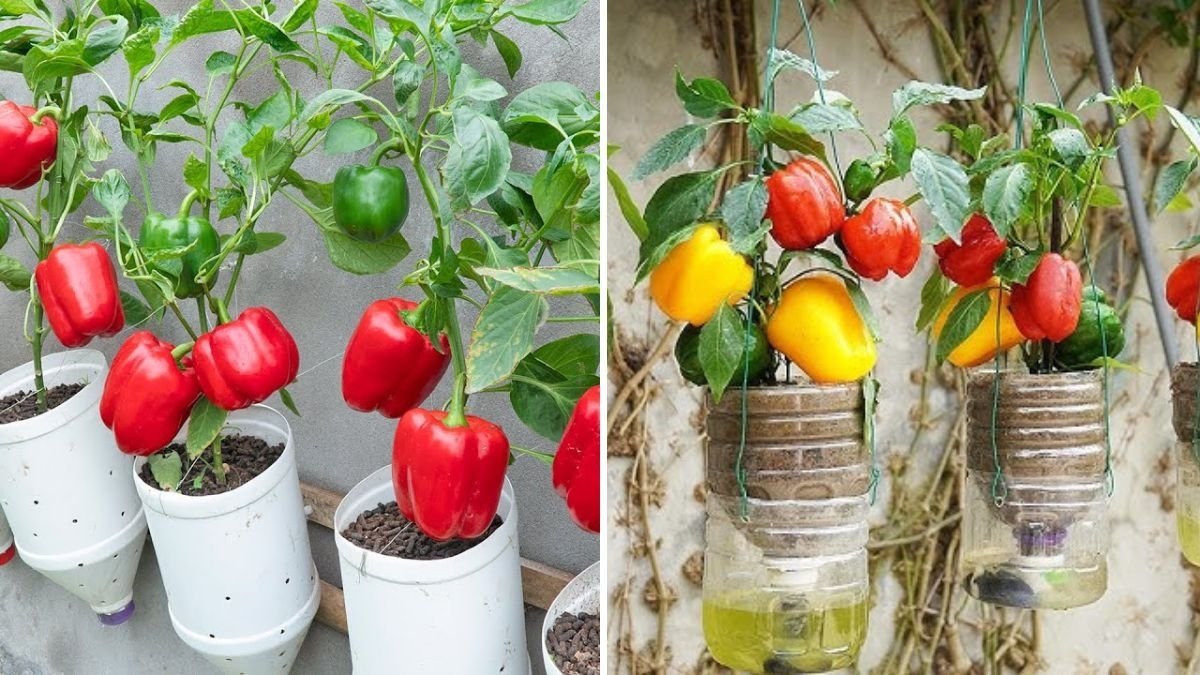How to Grow Bell Peppers in Plastic Containers: Proven Tips to Grow Bigger and Sweeter Peppers at Home