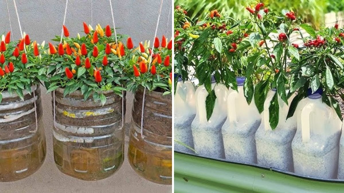 EASY Way to Grow Chili Plants in Plastic Milk Bottles: Smart Gardening for Big Harvests in Small Spaces