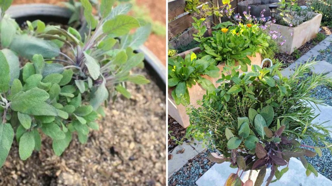 How to Grow a Complete Herb Garden in One Container: Rosemary, Sage, Basil, Oregano, Thyme, Dill & Parsley