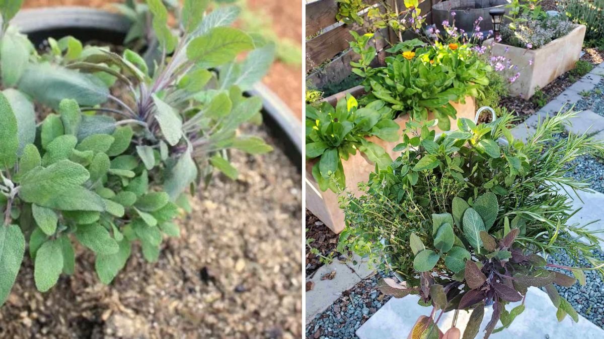 How to Grow a Complete Herb Garden in One Container: Rosemary, Sage, Basil, Oregano, Thyme, Dill & Parsley