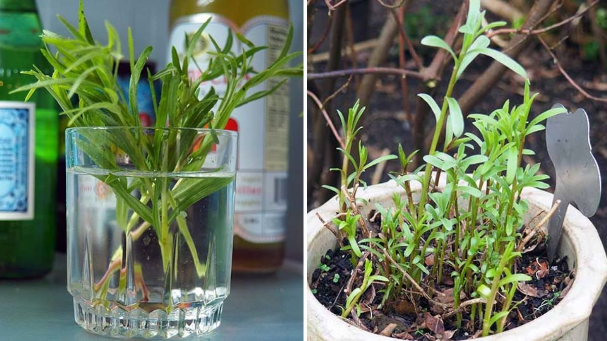 From Seed to Kitchen: The Complete Guide to Growing Tarragon, Propagation, Care, and Delicious Uses