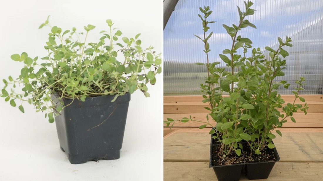 Sweet Marjoram (Maruvam) Growing Tips & Transplanting: A Complete Home Gardening Guide