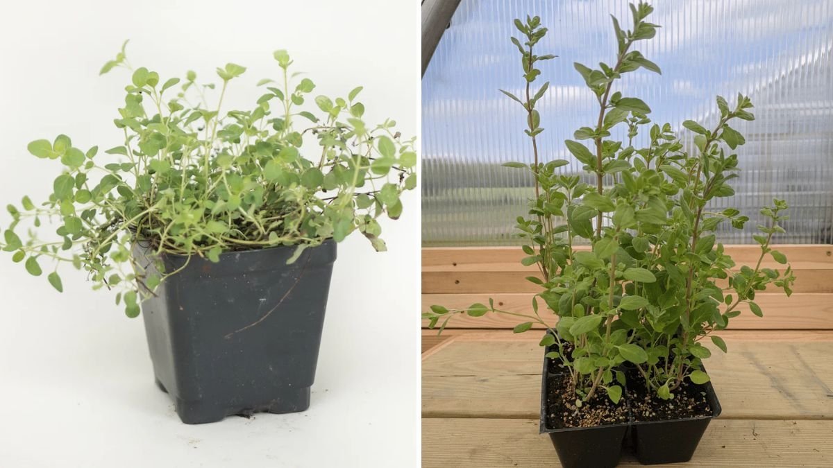 Sweet Marjoram (Maruvam) Growing Tips & Transplanting: A Complete Home Gardening Guide