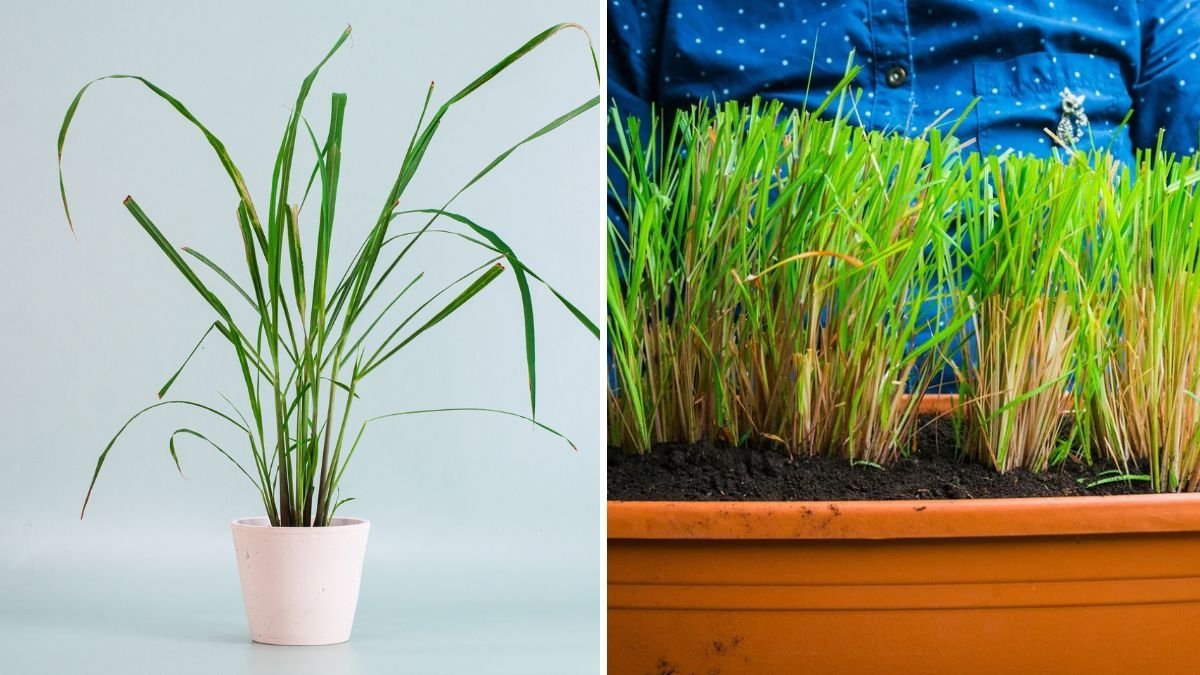 Why Your Dragon Fruit Isn’t Fruiting and How to Fix It - 2025-10-24T105405.078