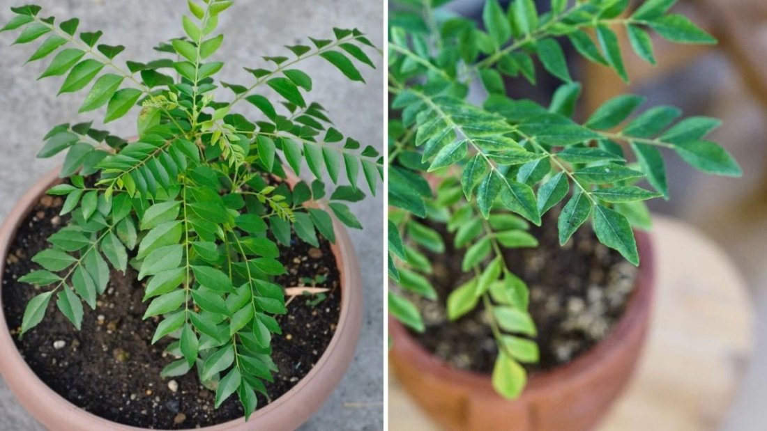 Curry Leaf Plant Maintenance: Proven Tips to Grow a Bushy, Healthy Curry Leaf Plant at Home