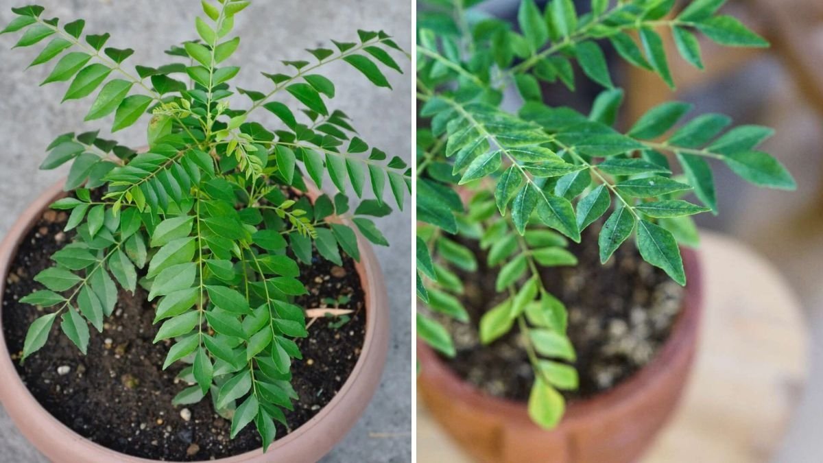 Curry Leaf Plant Maintenance: Proven Tips to Grow a Bushy, Healthy Curry Leaf Plant at Home