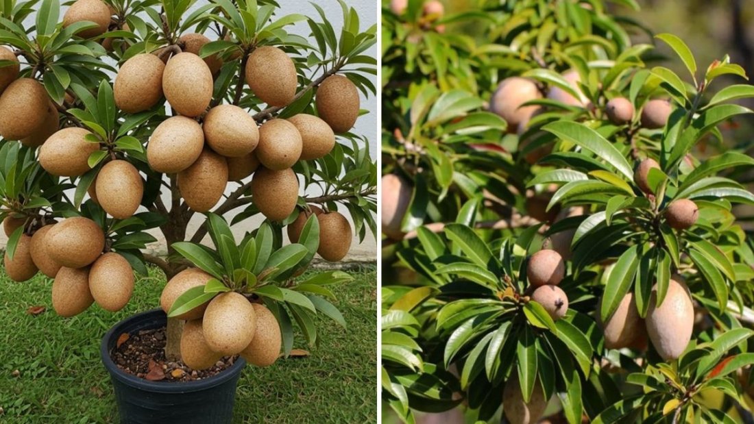 Good Skills: How to Grow a Sapodilla Tree with Fruits in Pots – Complete Guide for Home Gardeners