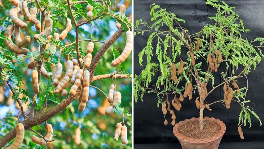 Planting Tamarind Tree from 100 Seeds: A Family Project That Grows with Love and Patience