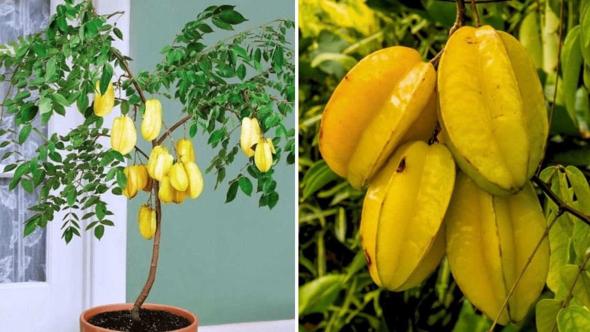 Starfruit (Carambola) Tree Update: Growth Progress, Pot Problems, and How to Fix Them