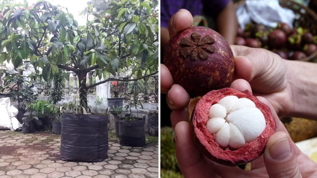 Planting Mangosteen in Shade: A Complete Guide to Growing Large Mangosteen Trees in Containers